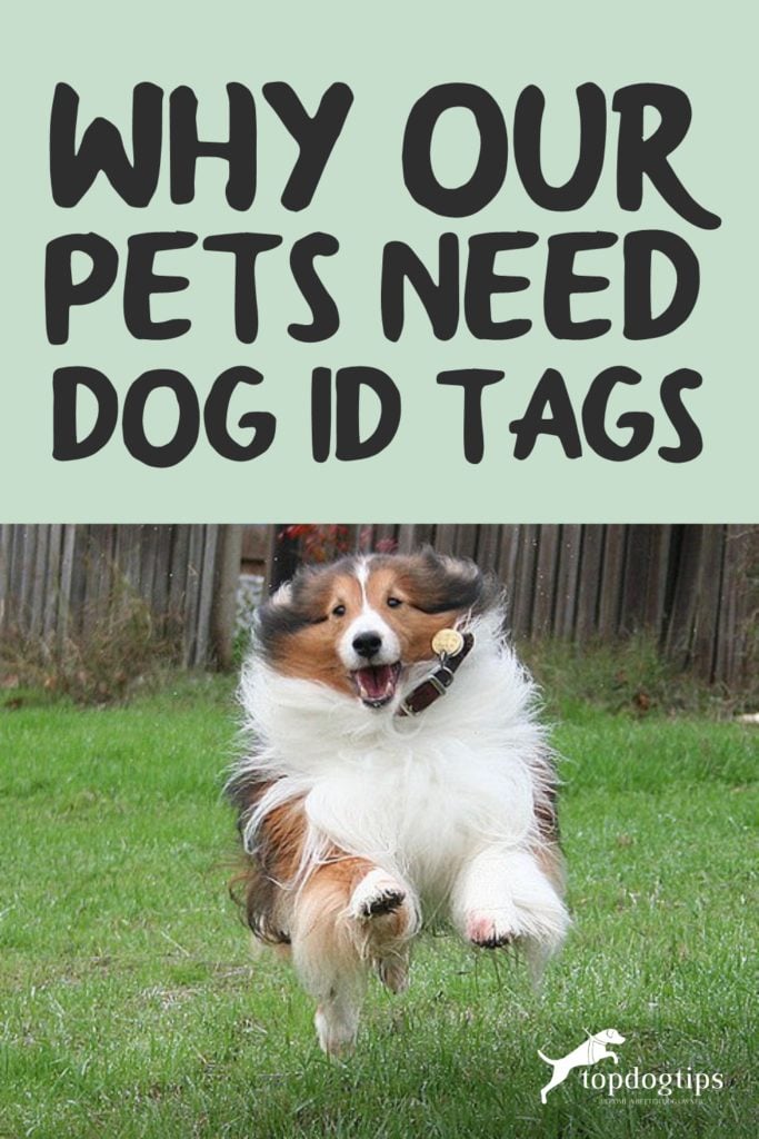 Dog ID Tags