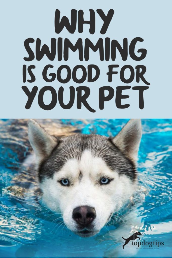 Swimming is Good for Your Pet