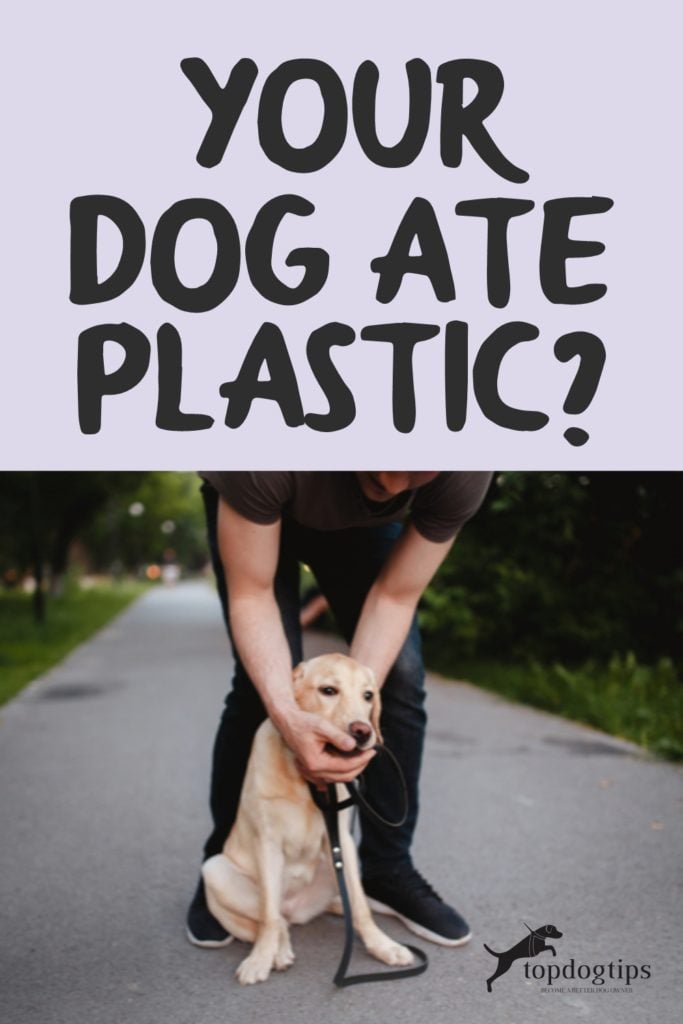 Your Dog Ate Plastic