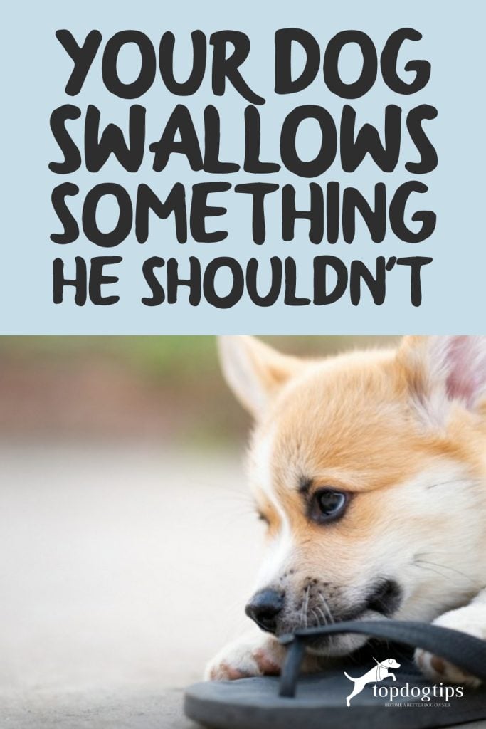 Dog Swallows Something He Shouldn't