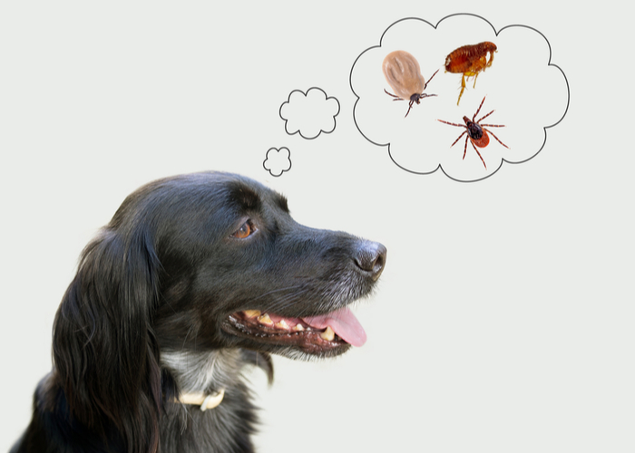 fleas and ticks natural remedies