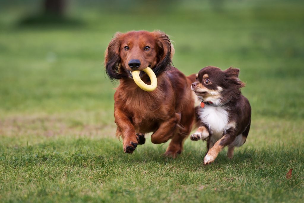 small dog breeds playing with toy