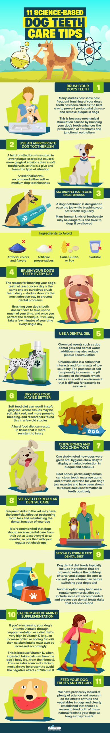 11 Science-Based Dog Teeth Care Tips infographics