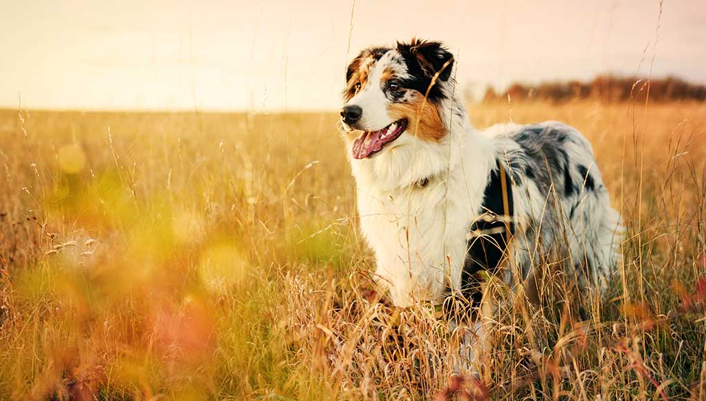 Australian Shepherd