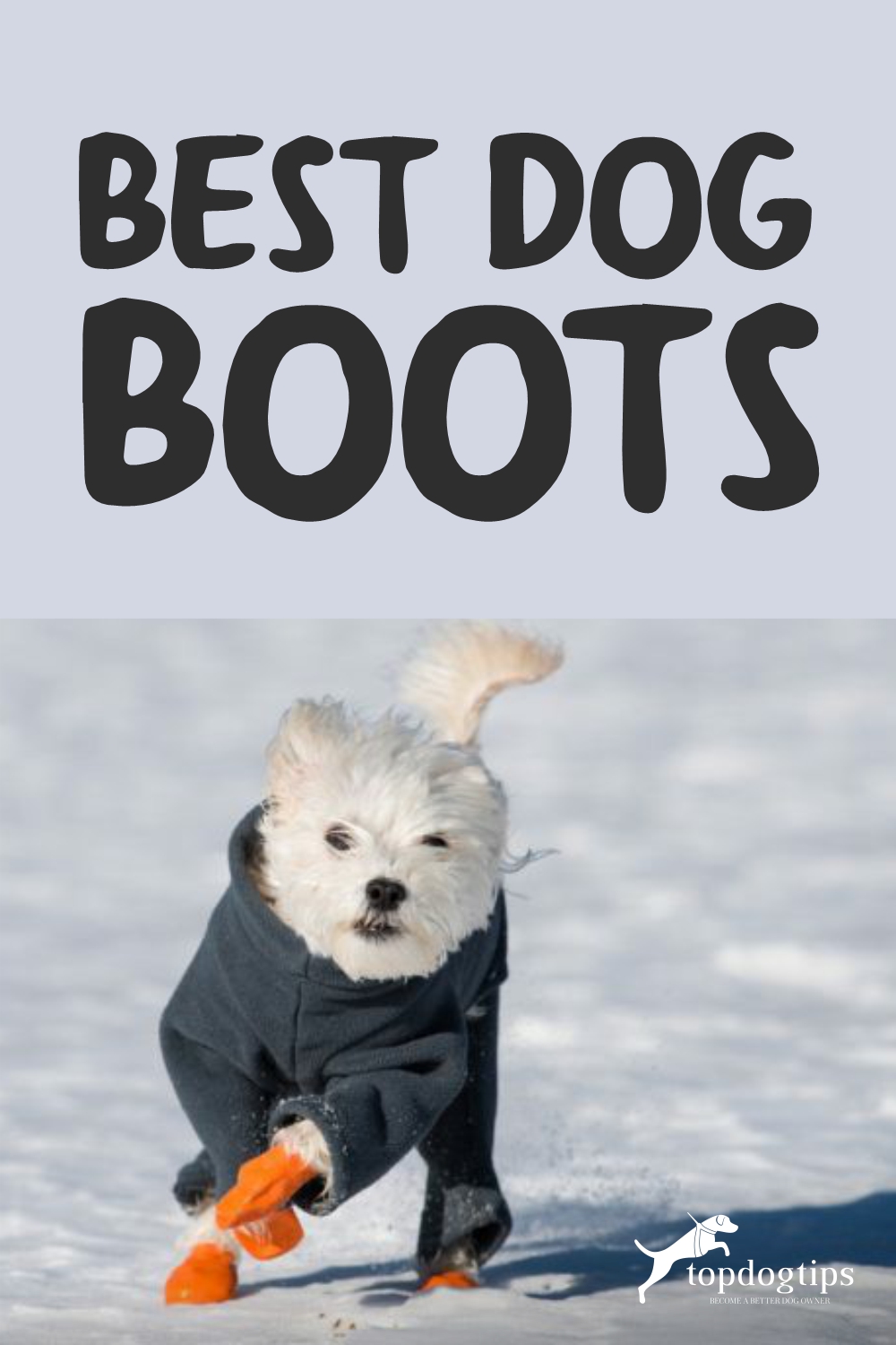 Best Dog Boots