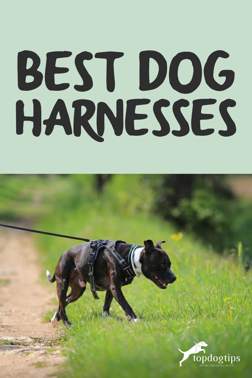 Best Dog Harnesses