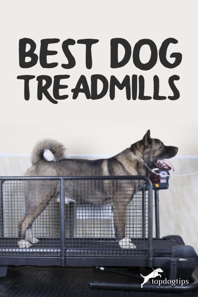 Best Dog Treadmills