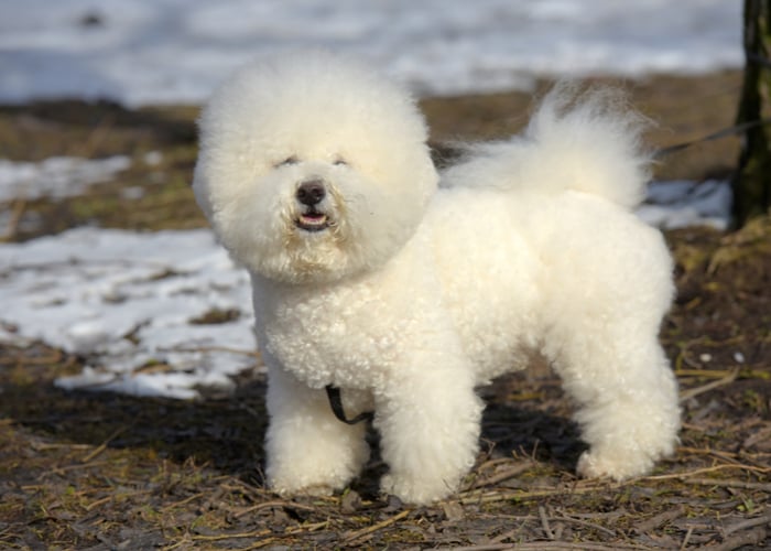 Appearance of Bichon Frise Dog