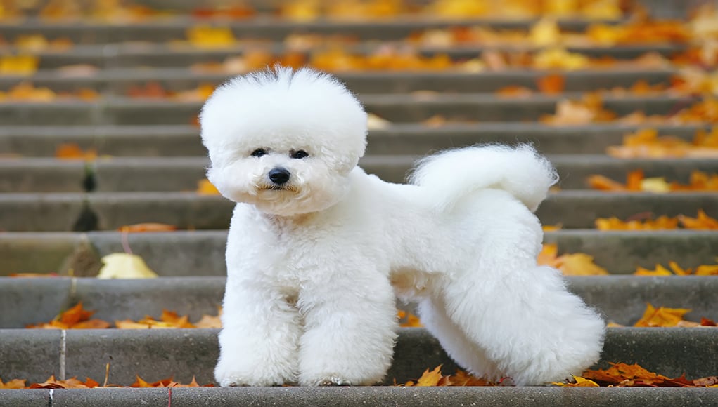 Bichon Frise Dog Breed