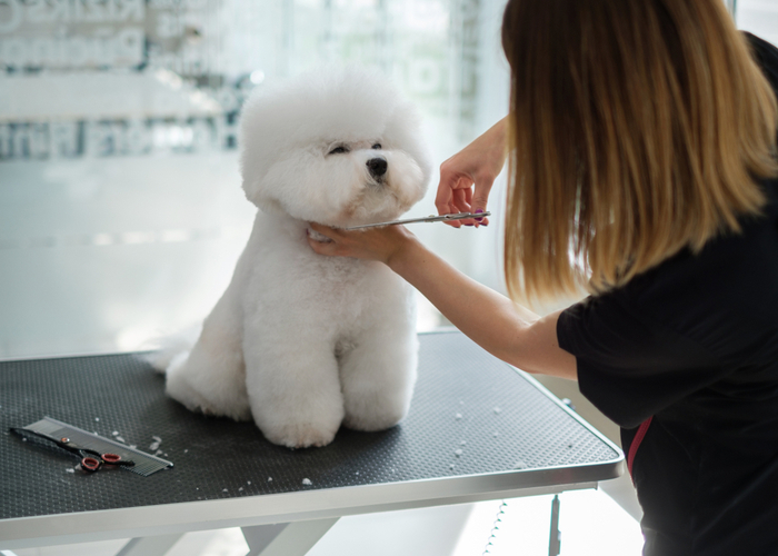 Grooming A Bichon