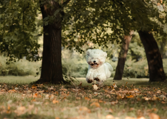 Lifestyle of A Bichon Dog Breed