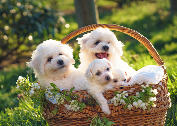 Adopting Bichon Puppies