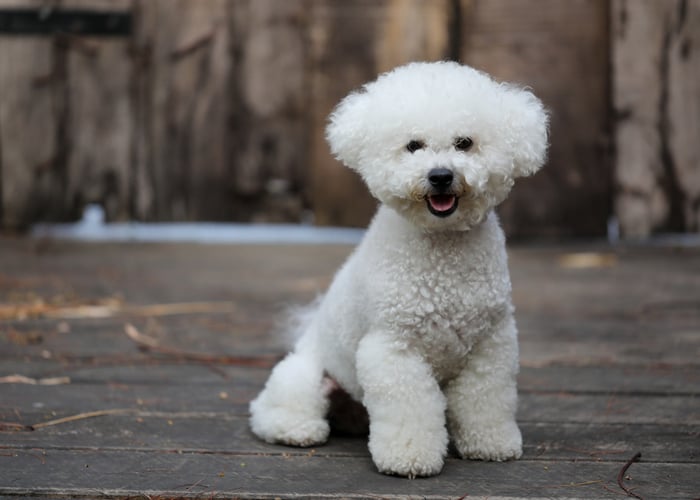 Bichon Frise Dog