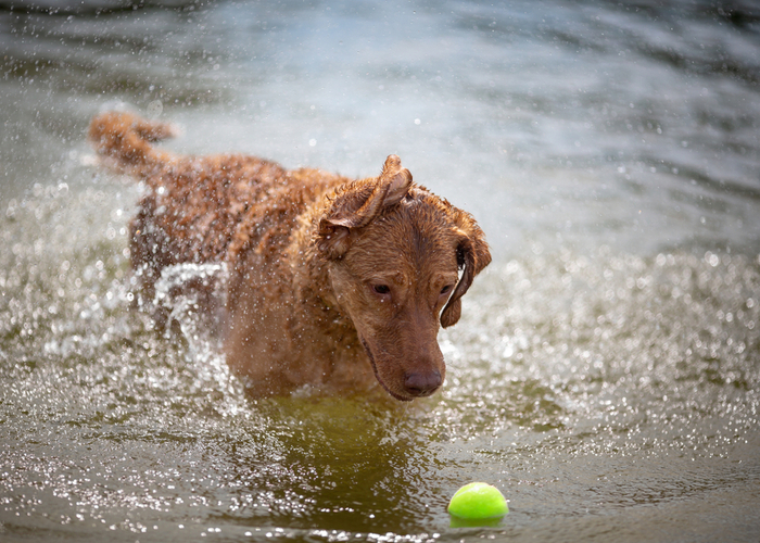 Chesapeake Retriever Active Lifestyle