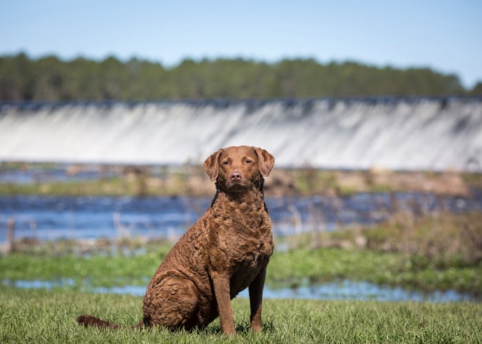 Chesapeake Bay Retriever