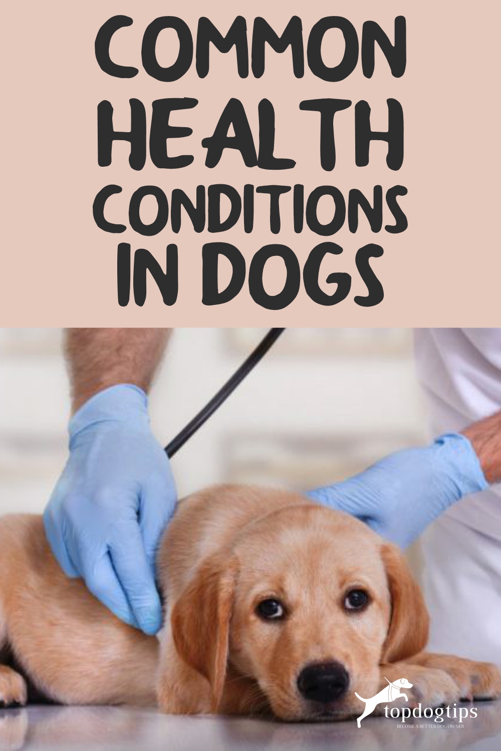 Common Health Conditions in Dogs