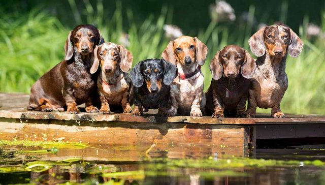 Dachshund Dog Breed