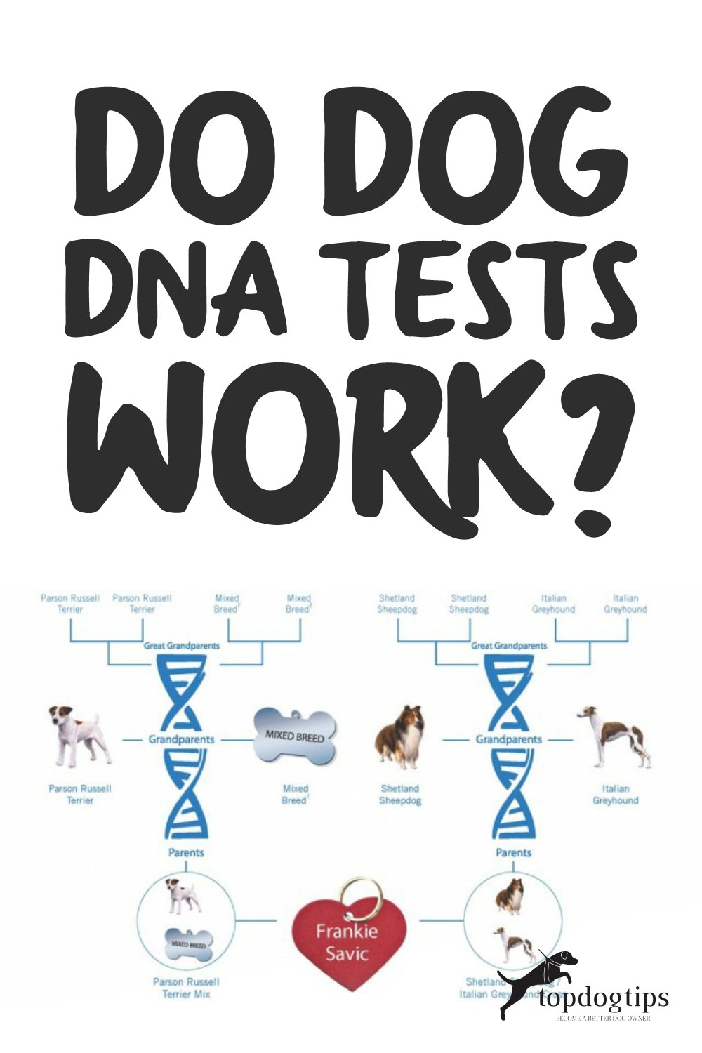 Do Dog DNA Tests Work