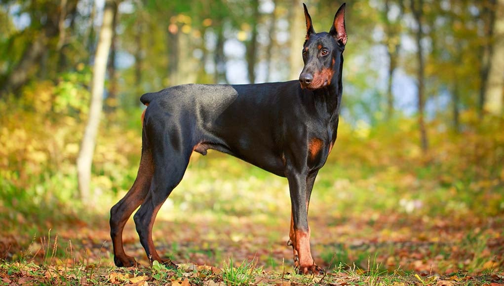 Doberman Pinscher