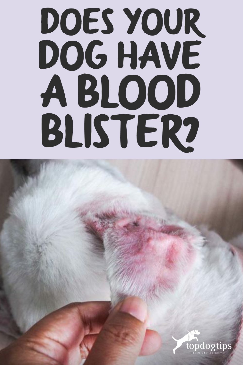 Does Your Dog Have a Blood Blister