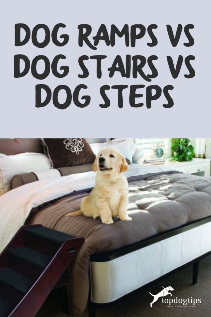 Dog Ramps vs Dog Stairs vs Dog Steps