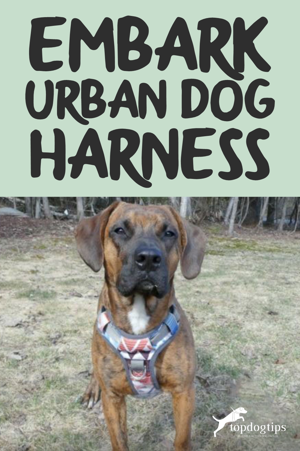 Embark Urban Dog Harness