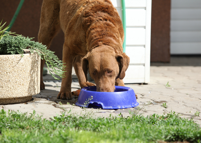 Feeding