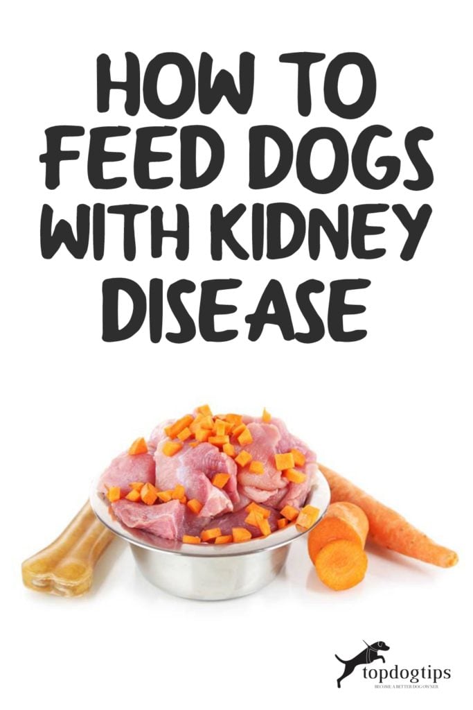 How to Feed Dogs With Kidney Disease