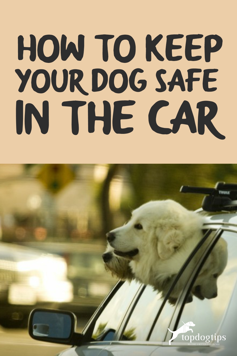 How to Keep Your Dog Safe in the Car