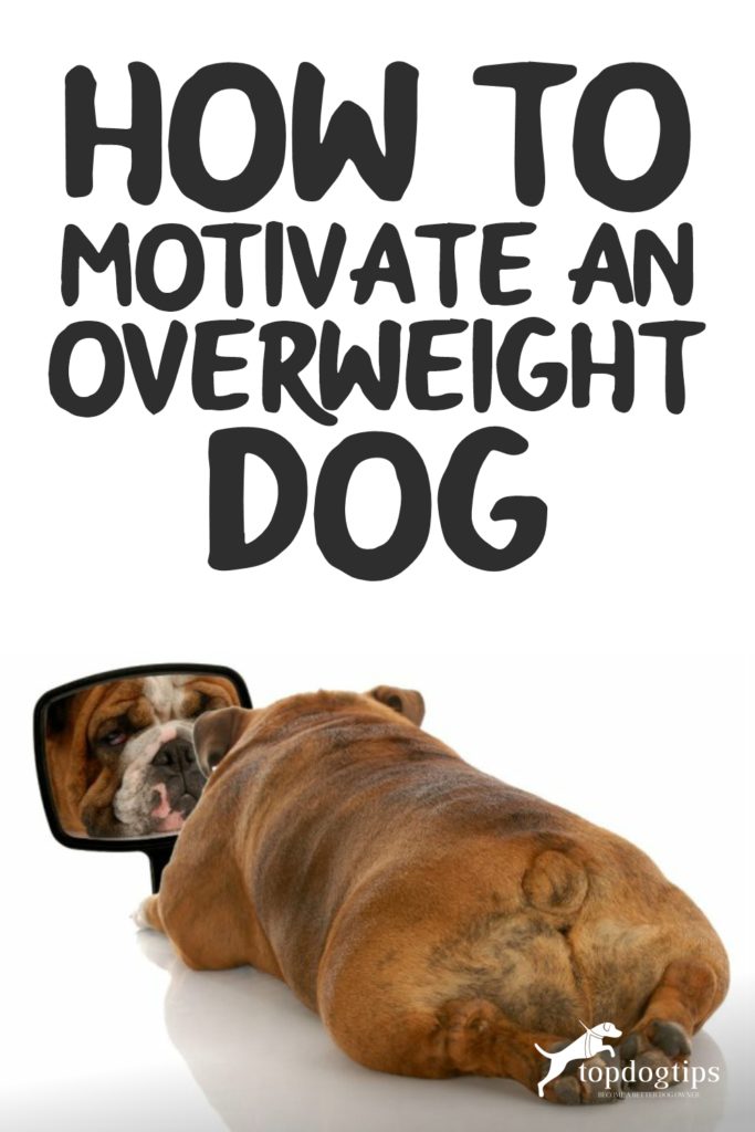 Motivate an Overweight Dog