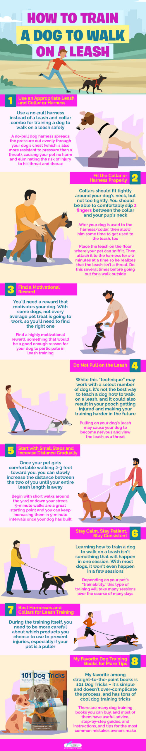 How to Train a Dog to Walk on a Leash infographics