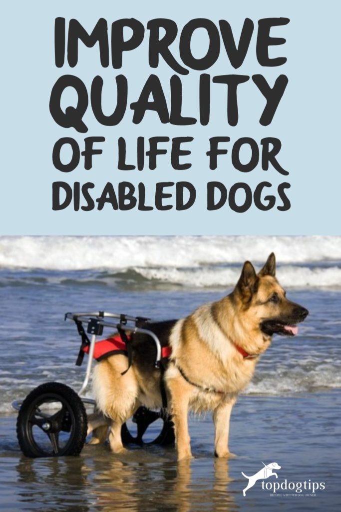 Quality of Life for Disabled Dogs