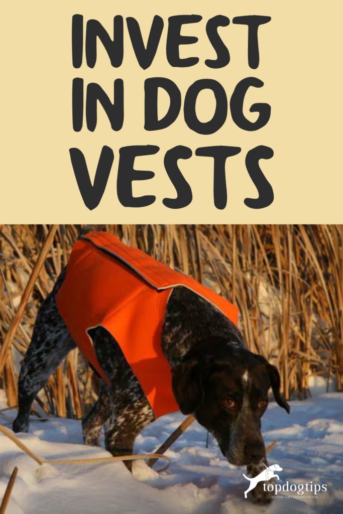 Invest in Dog Vests