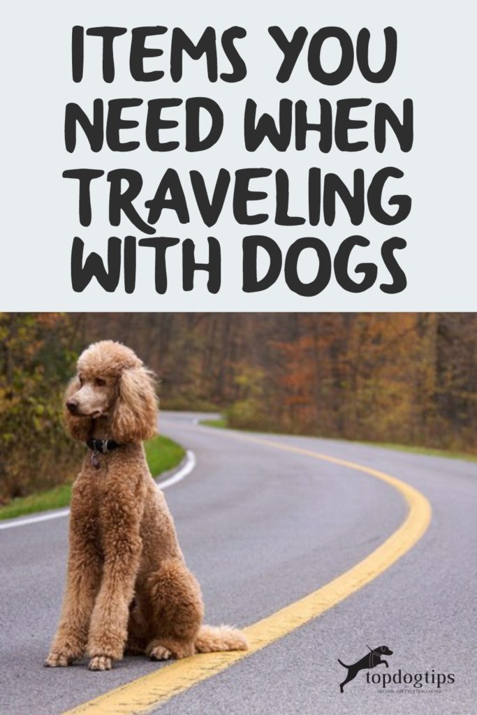 Traveling with Dogs