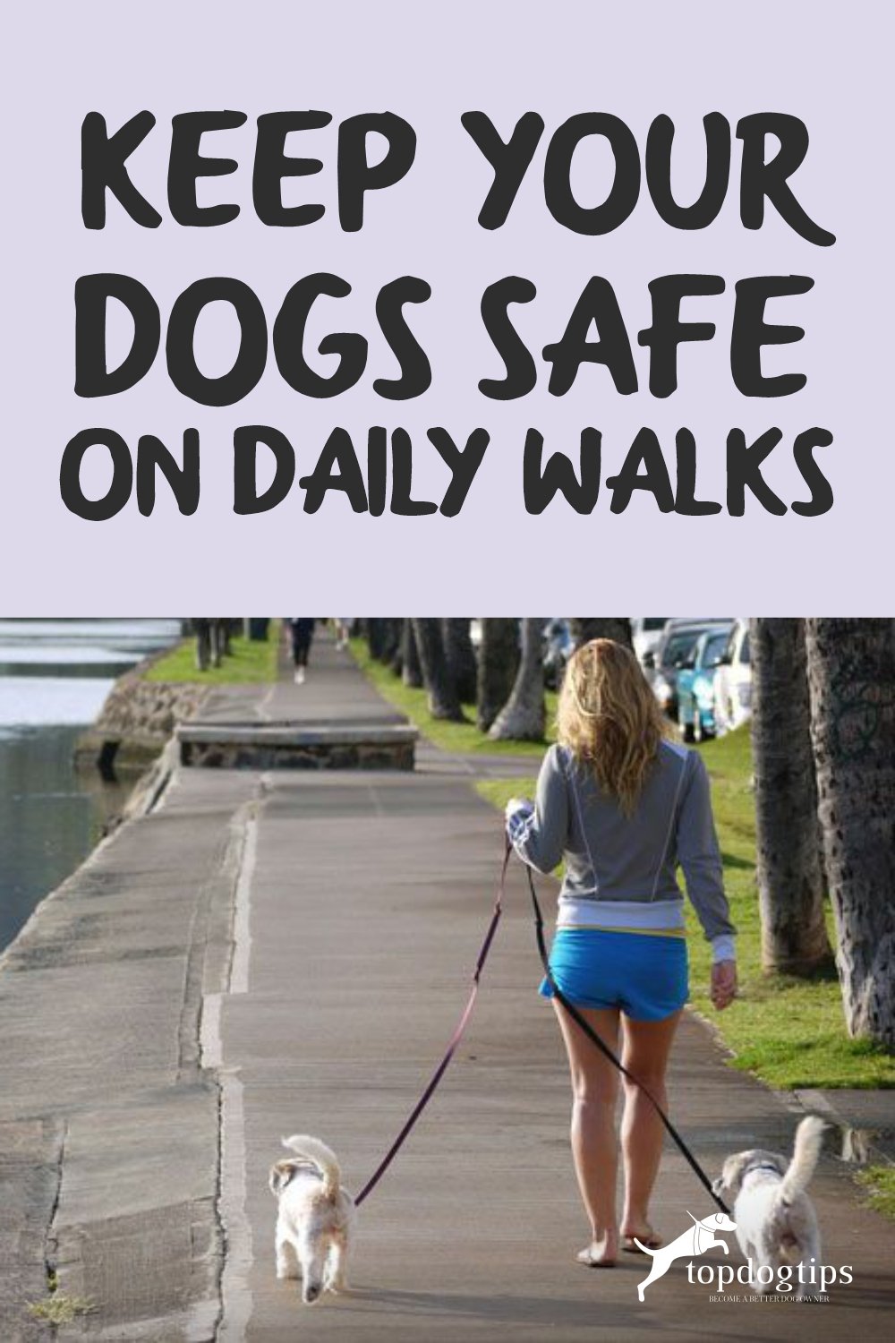 Keep Your Dogs Safe on Daily Walks