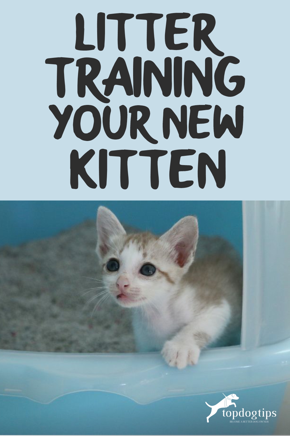 Litter Training Your New Kitten