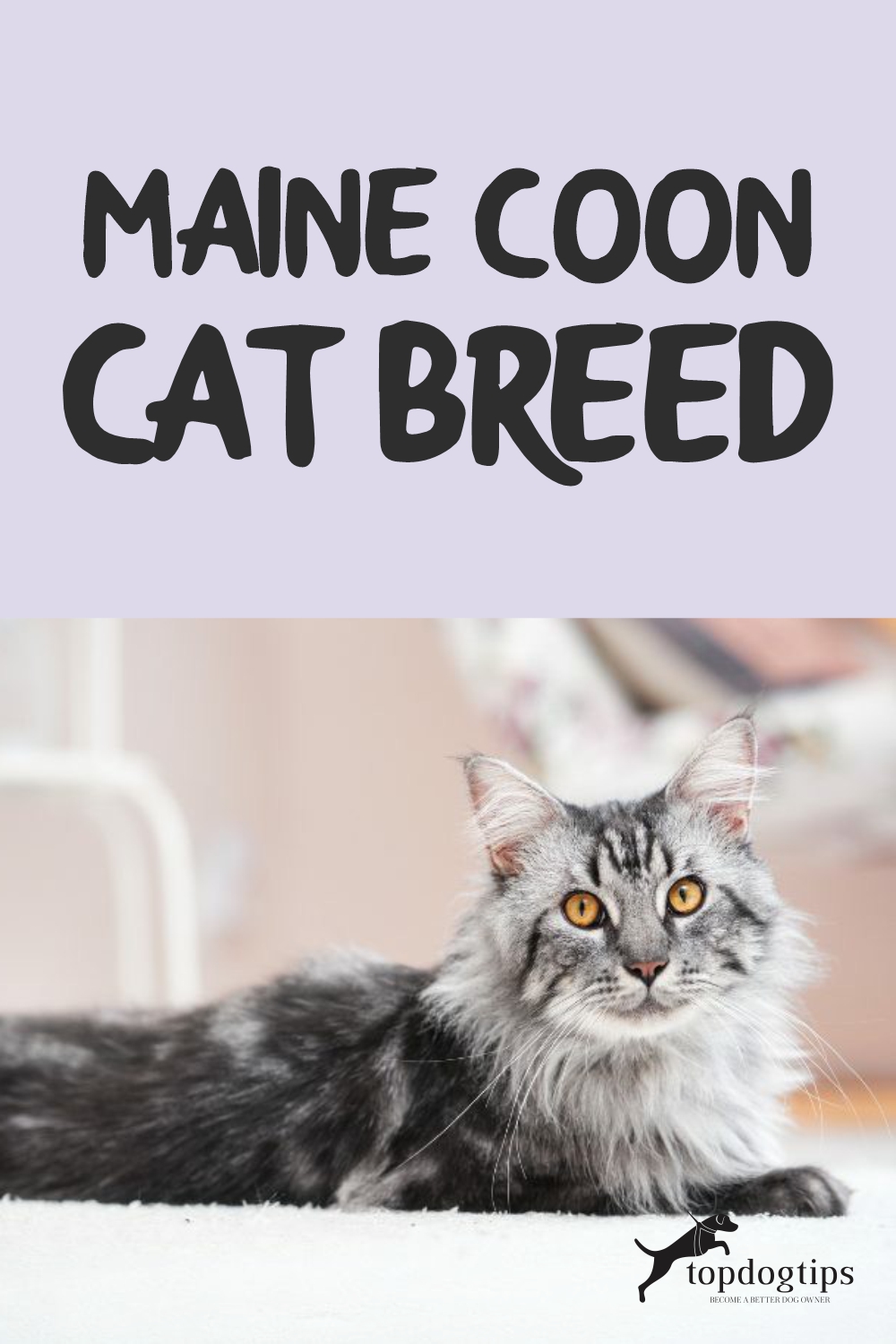 Maine Coon Cat Breed