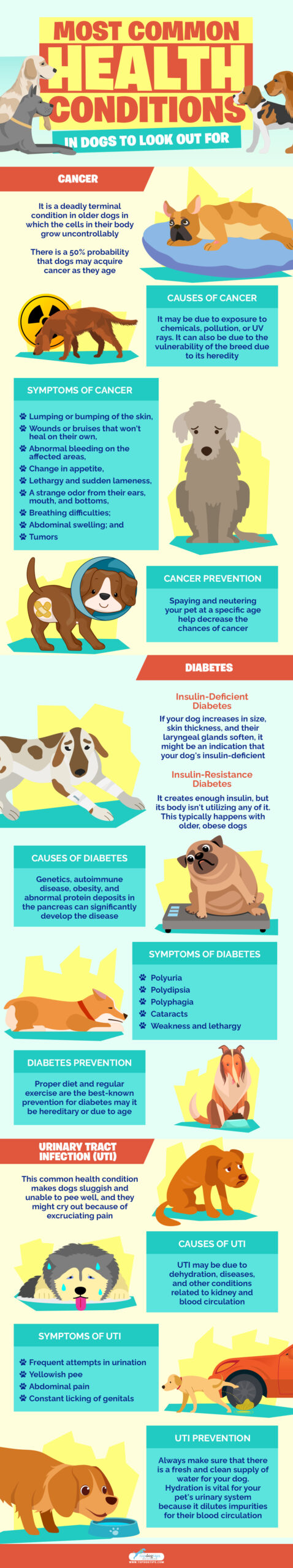 Most Common Health Conditions in Dogs To Look Out For infographics