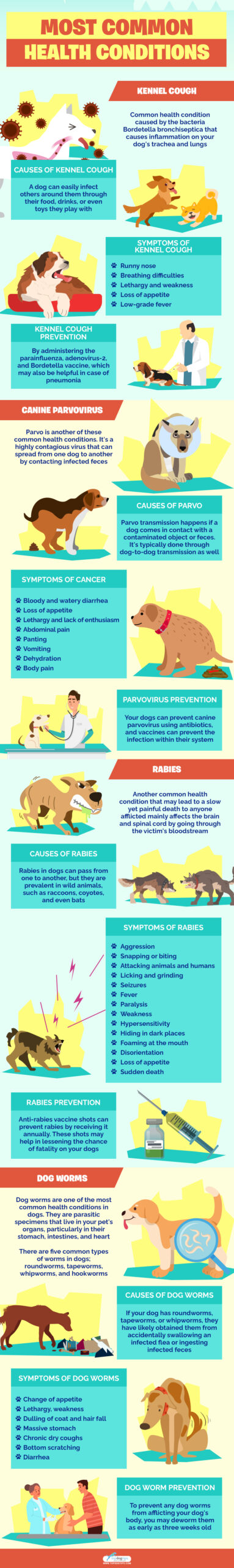 Most Common Health Conditions in Dogs To Look Out For infographics