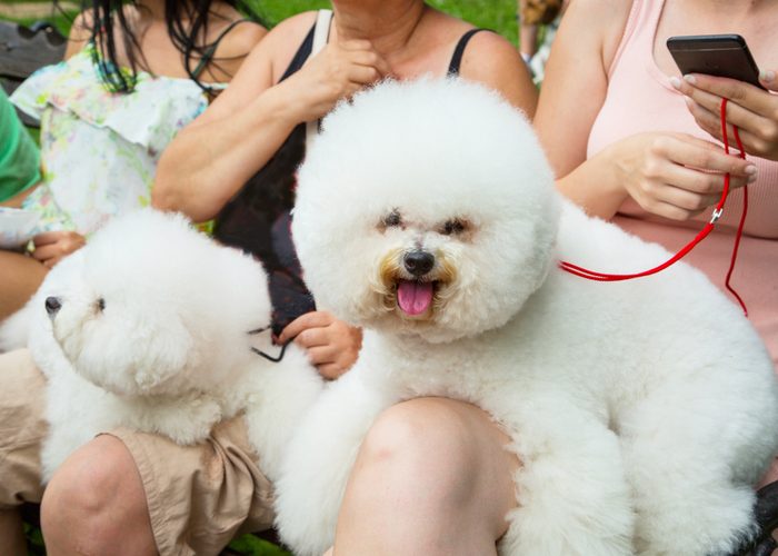 Owning a Bichon