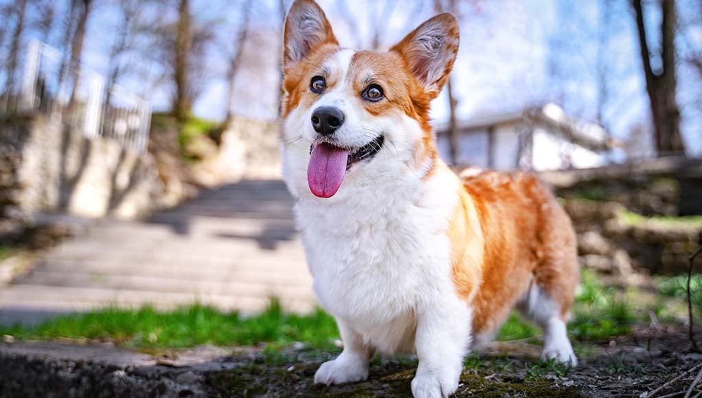 Pembroke Welsh Corgi