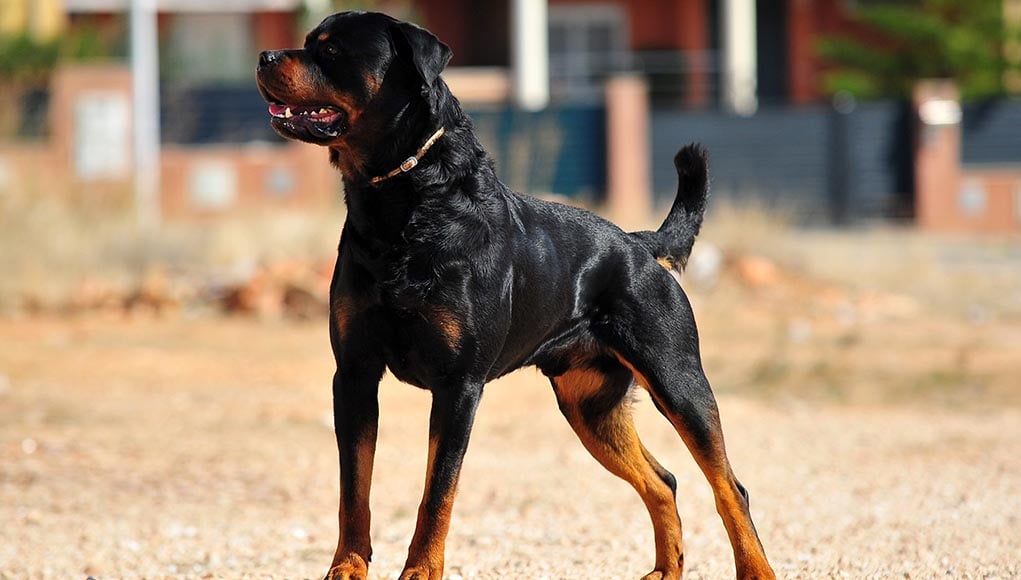 Rottweiler Dog