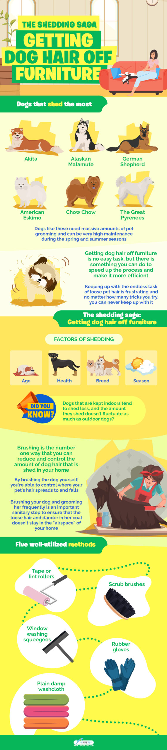 Shedding Saga Getting dog hair off furniture infographics