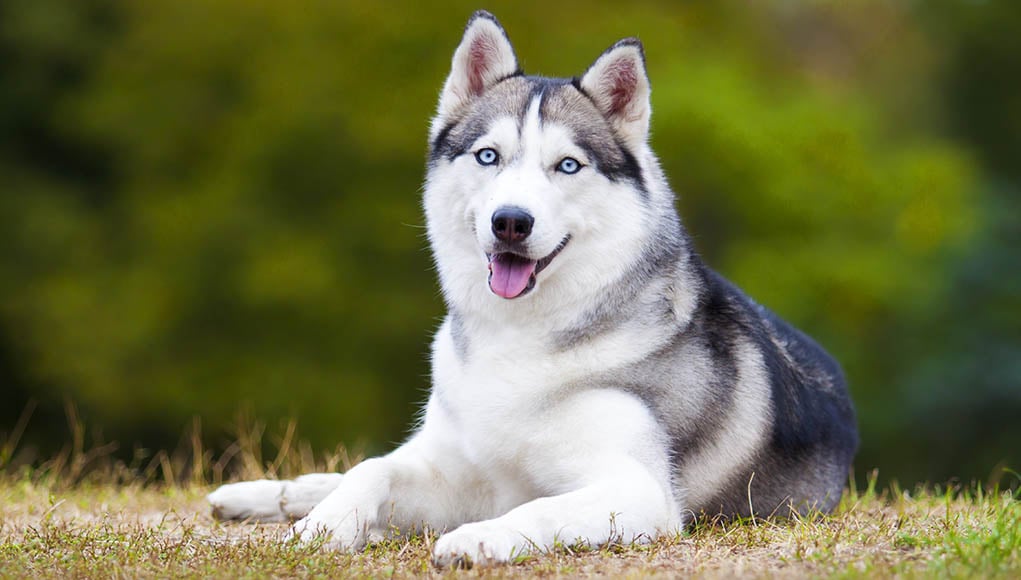 Siberian Husky