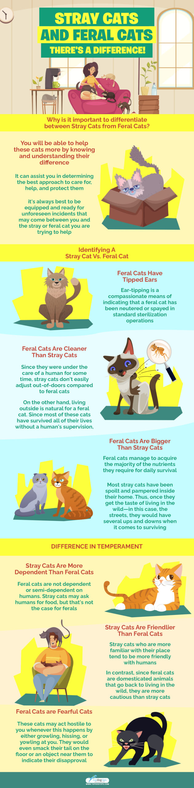 Stray Cats and Feral Cats infographics