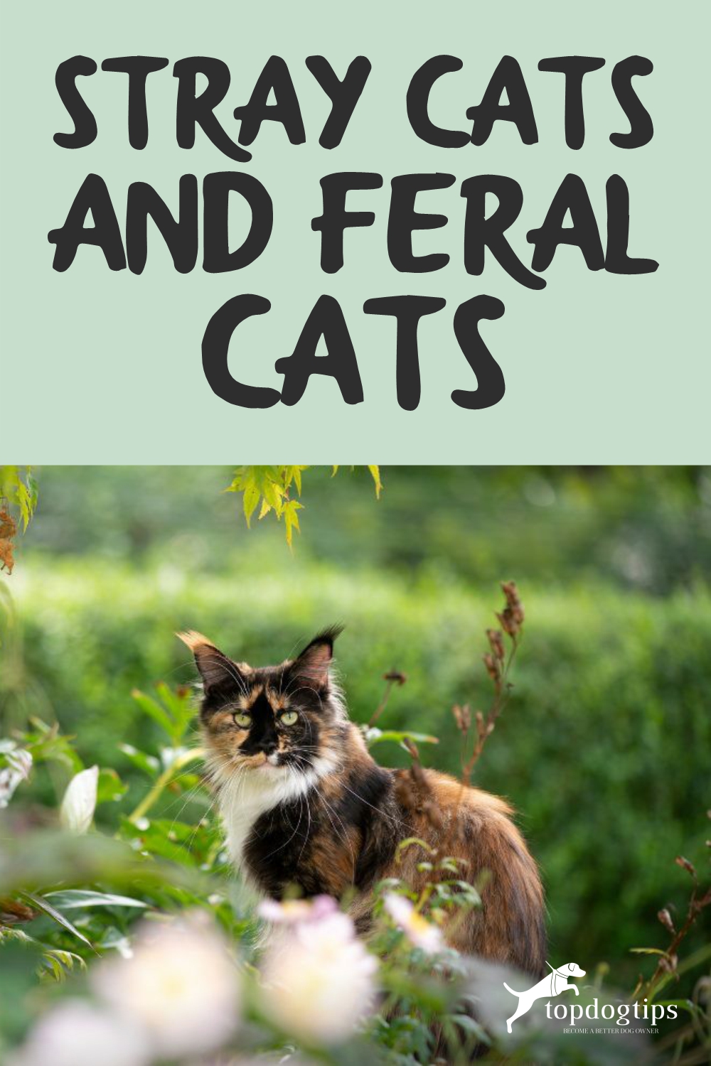 Stray Cats and Feral Cats