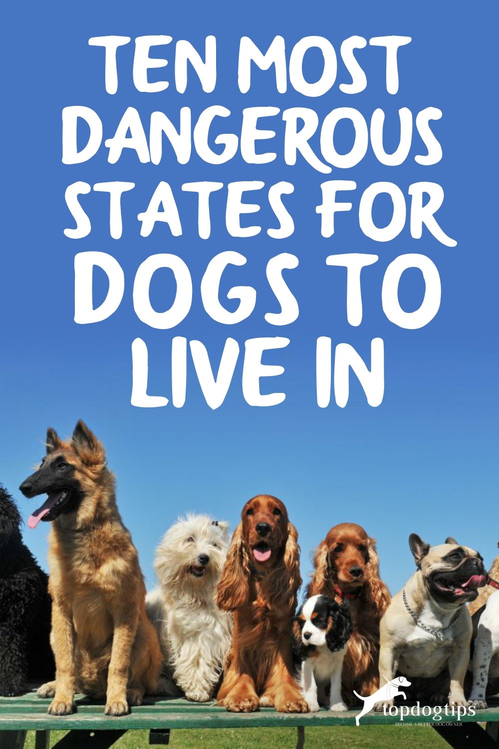 Ten Most Dangerous States For Dogs To Live In