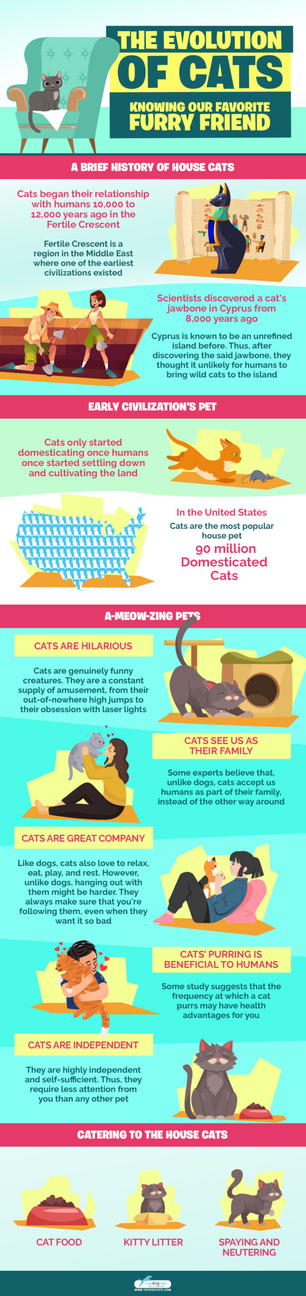 The Evolution of Cats infographics