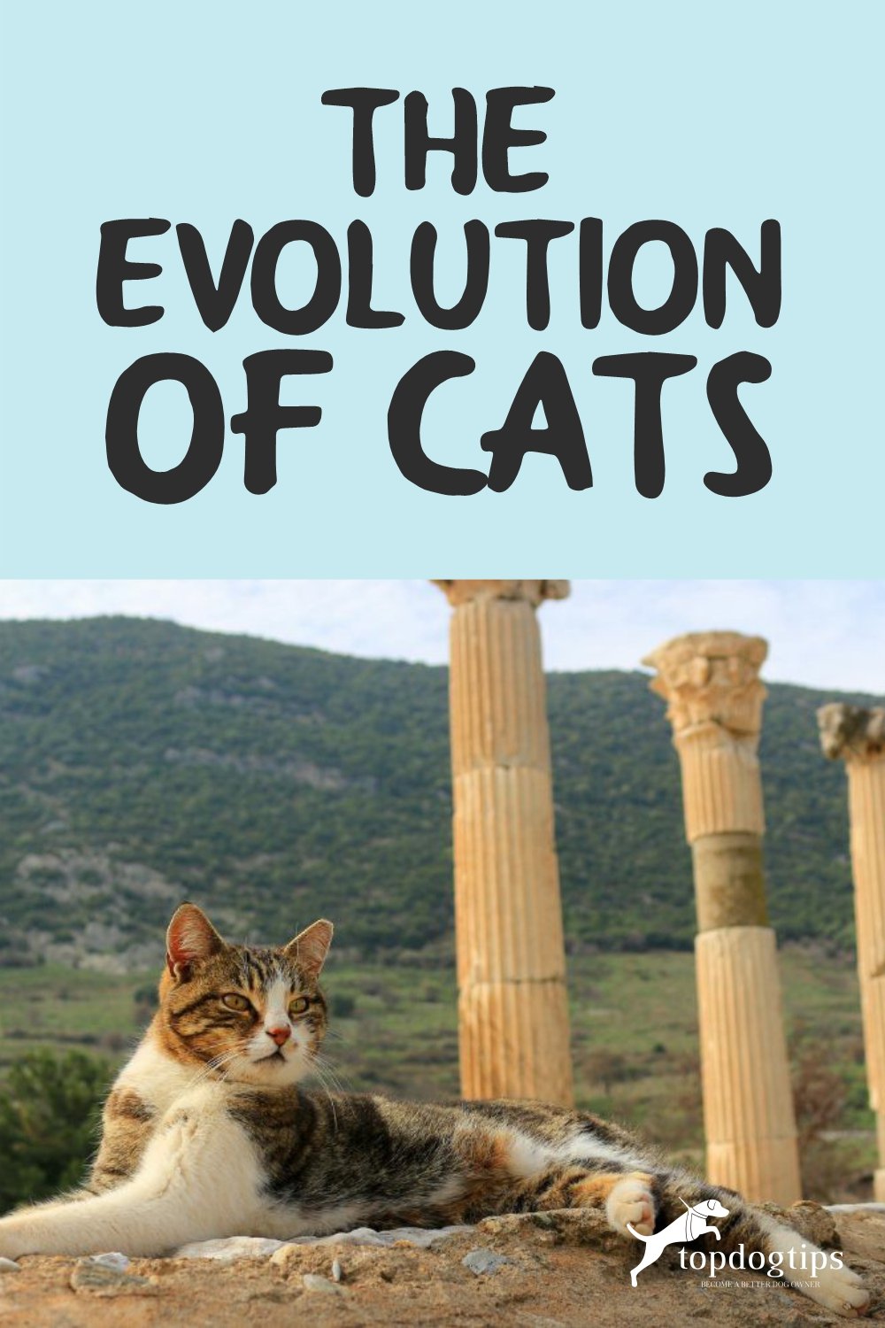 The Evolution of Cats