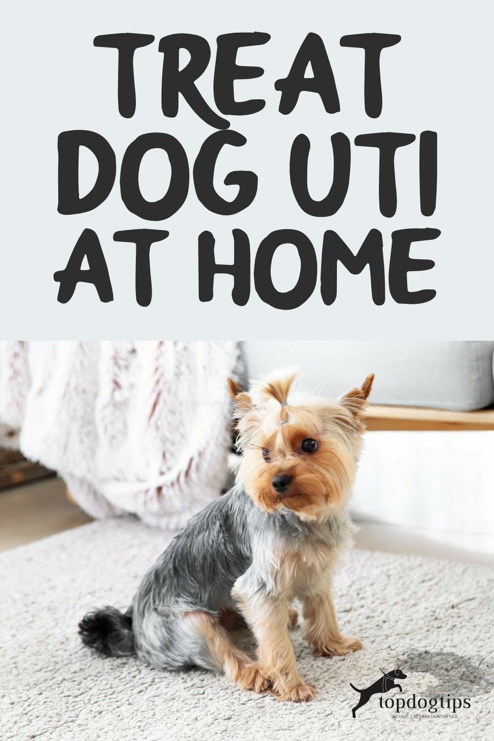 Treat Dog UTI At Home